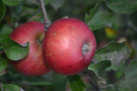 苹果。 乔纳森年级。 苹果平均成熟度。 水果苹果在树枝上。 苹果树。 农业。 正在生长的水果。 农场。 快关门。 水平水平