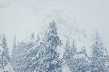 美丽的冬天风景与雪覆盖的树木