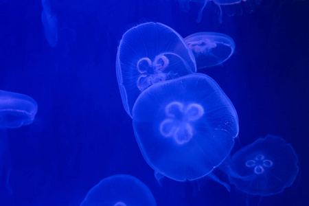 水族馆里的海蜇