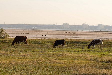 奶牛群在夏季草甸奶牛在草地上放牧。