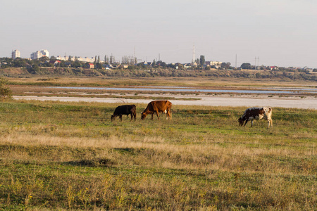 奶牛群在夏季草甸奶牛在草地上放牧。