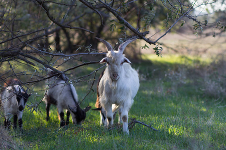 山羊在春天的田野里放牧