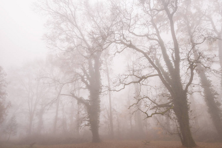 秋天森林里浓雾弥漫的美丽景色