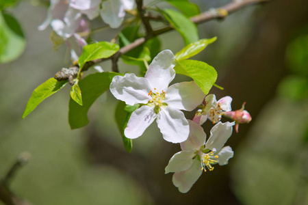春天花园里盛开的苹果树