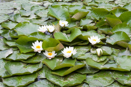 黄花白若虫通常被称为睡莲或睡莲，在绿叶和蓝色的水中