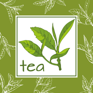 茶叶标志载体, 背景用手绘叶子和茶枝