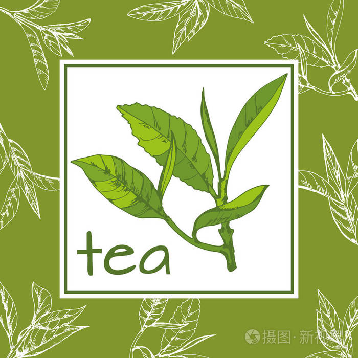茶叶标志载体背景用手绘叶子和茶枝