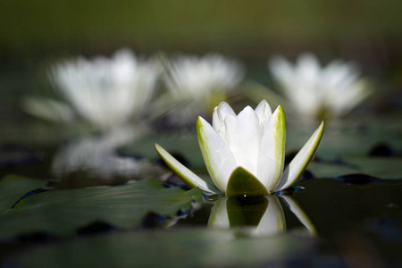 野生纳图湖上有叶子的细白水百合花