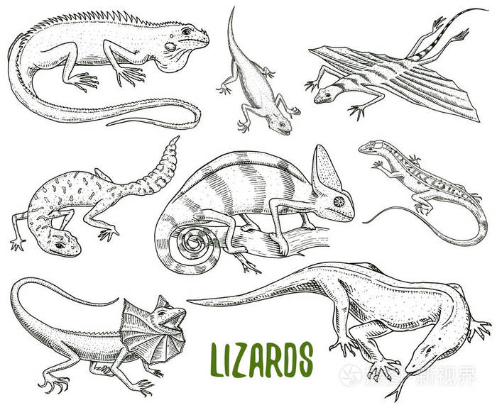 变色龙蜥蜴, 绿鬣蜥, 科莫多龙显示器, 美国沙, 异国爬行动物或蛇