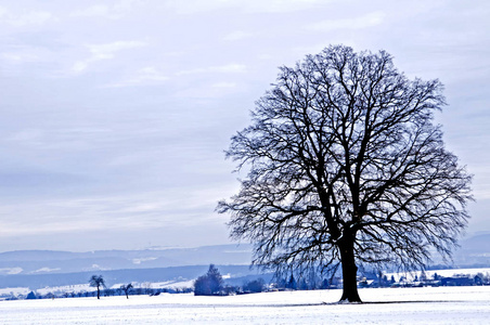 冬天早晨草地上橡树的风景如画