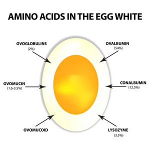 人体必需的氨基酸蛋清中的氨基酸。图表.独立背景上的矢量插图照片