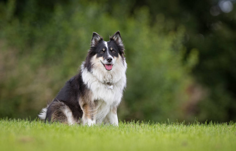 冰岛牧羊犬图片