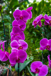 在花园里的美丽的紫色兰花的形象。明亮