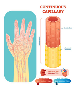 连续毛细血管解剖向量例证横断面。人体手剪影循环系统血管图方案