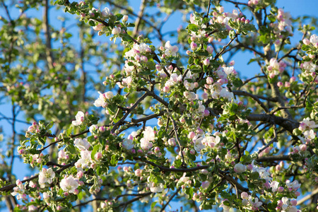 花园里果树的春暖花开