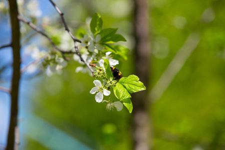 花园里果树的春暖花开