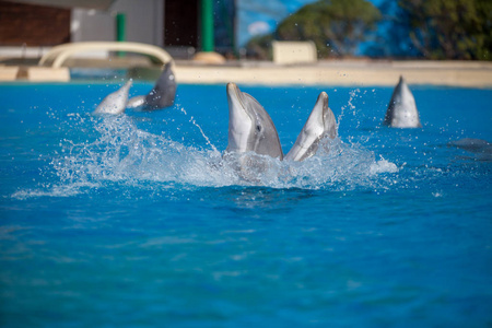 一群海豚在水中玩耍