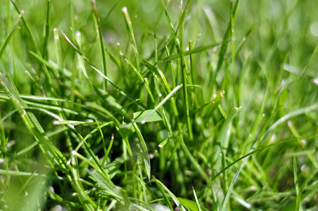 照片草背景草在阳光下部分草地多汁的草绿草。
