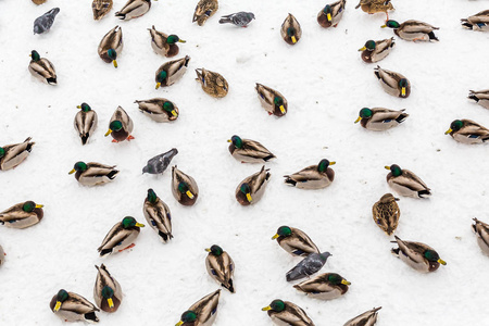 马拉德在城市公园的雪地里鸭子。冬天。