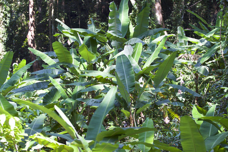 泰国热带植物巨大的绿叶