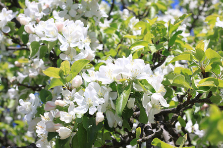 春天晴朗的天气，美丽的白色苹果花和绿色苹果树叶子在苹果花园里盛开