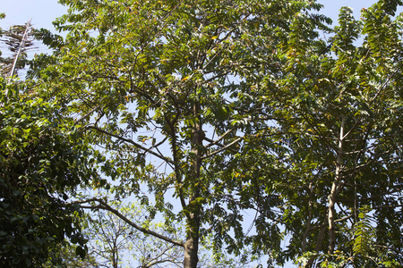 泰国克拉比半岛热带树木