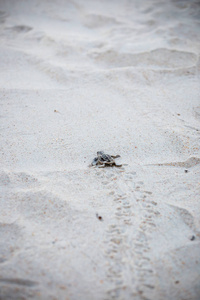 小海龟孵出后正在水中觅食