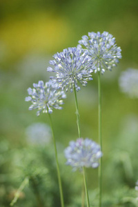 春天的花朵春天的花在植物园里空白的明信片在度假时送给心爱的女人一束花一朵美丽的蓝色野花艺术