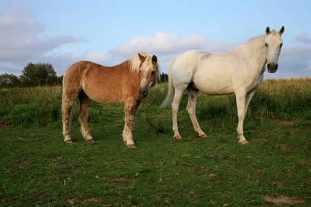 波兰农场草地上的两个退休的老马钳。 马的朋友。