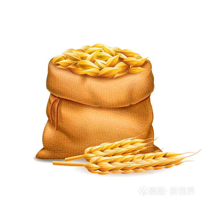 插画 矢量逼真的袋 有未经精制的小麦谷物 大麦与小麦耳在白色背景