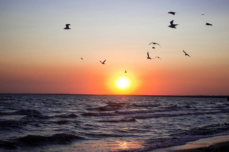 许多鸟在落日的光线下飞越海水的波涛