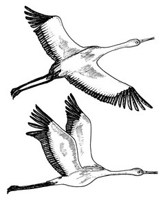 飞行中的野鸟。动物在自然界或在天空中。鹤或鹤, 鹳或 shadoof 和白鹳的翅膀。雕刻素描手画的复古风格