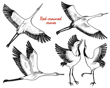 飞行中的野鸟。动物在自然界或在天空中。鹤或鹤, 鹳或 shadoof 和白鹳的翅膀。雕刻素描手画的复古风格