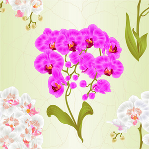 无缝质地枝兰兰蝴蝶兰紫白花热带植物茎芽叶老式矢量植物插图设计可编辑手绘