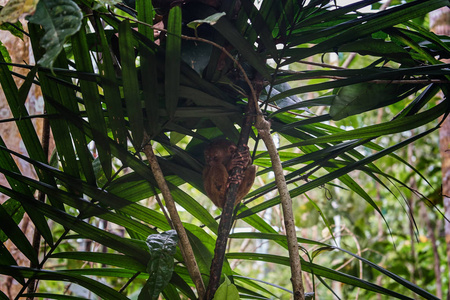 眼镜猴是一种夜间的物种, 也是已知的最小的一个。