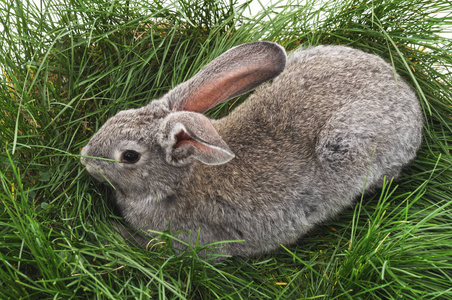 草地上的灰兔子