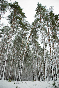 美丽的自然冬景。白雪覆盖的森林高针叶树, 圣诞树和松树完全覆盖着雪的背景下的光天空