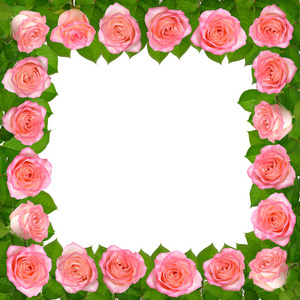 框架与粉红色的玫瑰。在白色背景上被隔离