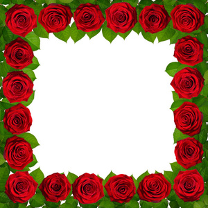 框架与红色玫瑰。在白色背景上被隔离