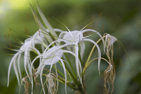 白色热带栽培花, 花瓣长