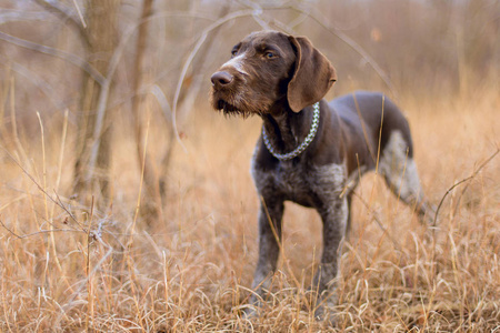 德国狩猎看门狗德拉莎美丽的狗肖像冬天