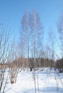 冰冻冬林中的桦树