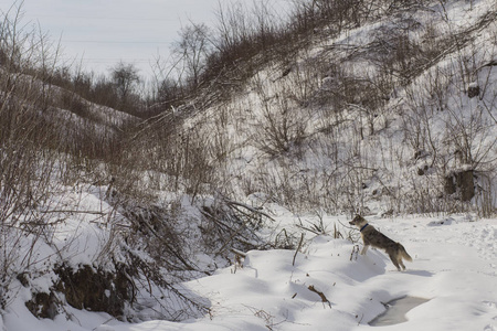 一只狗在雪地上玩耍。 有白眼的奇怪的狗。 捕食者穿过森林。