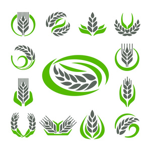 谷物耳朵和谷物农业产业或标志徽章设计矢量食品插画有机自然符号