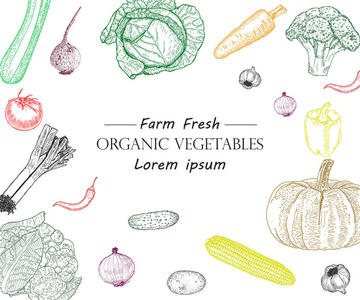 蔬菜手绘制的老式矢量插图。农产品市场海报。素食套装有机产品