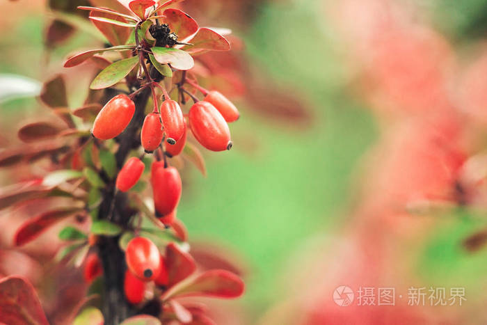 绿色背景黄柏(拉丁白檗冠状花序)巴宝莉浆果果实灌木花彩花秋季浅焦点