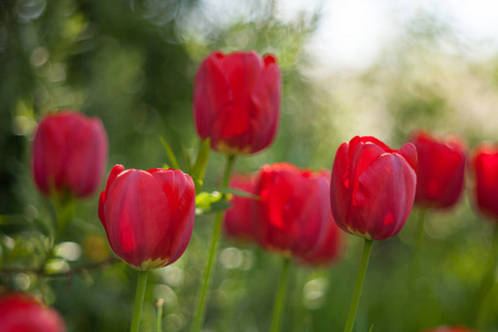红色郁金香魔法模糊背景。 焦点区域的一朵花。