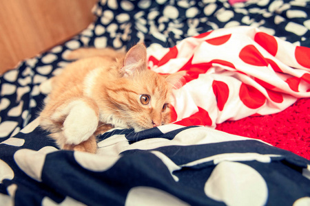 红色的家又小又可爱的猫在床上。 漂亮的家庭猫。 复古的气候和颜色。 黑白圆点材料。
