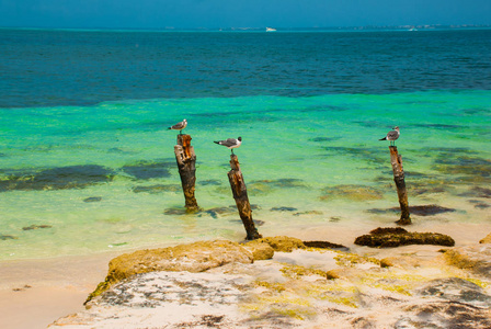 海鸥坐在柱子上。热带度假胜地。墨西哥坎昆附近的加勒比海码头。墨西哥海滩热带在加勒比