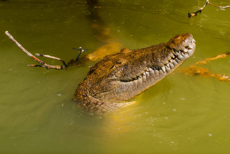 鳄鱼把头从泥泞的河里伸出来。里约热内卢 Lagartos, 尤卡坦半岛, 墨西哥